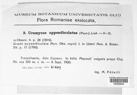 Uromyces appendiculatus image